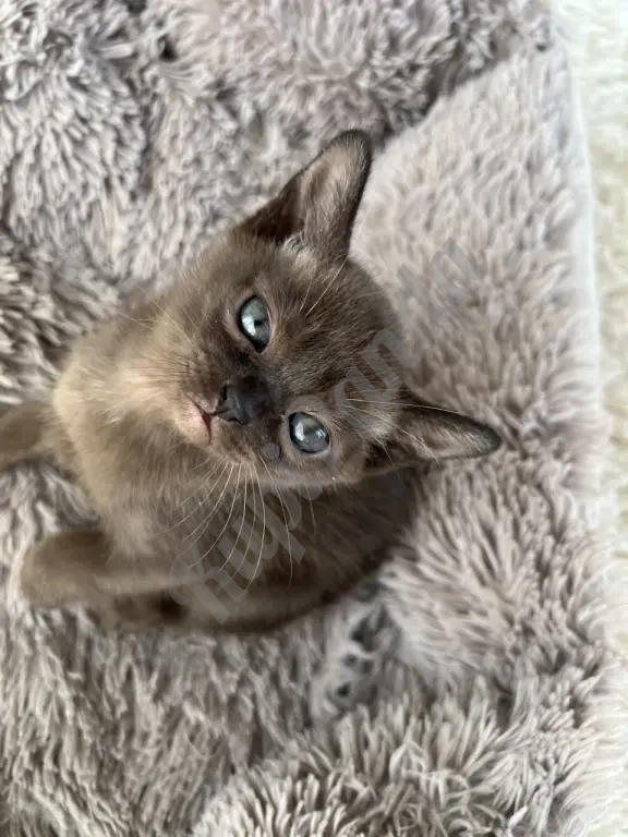 Котята европейской бурмы