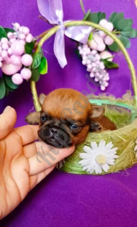 Щенки породы пти-брабансон