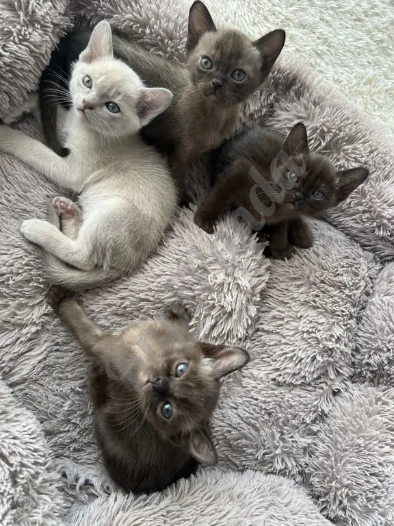 Котята европейской бурмы