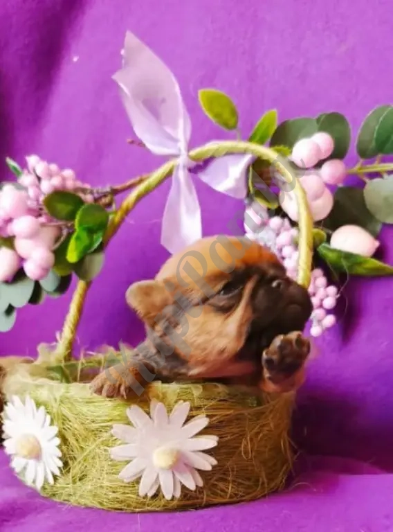 Щенки породы пти-брабансон