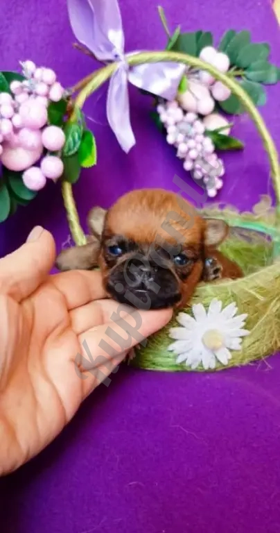 Щенки породы пти-брабансон