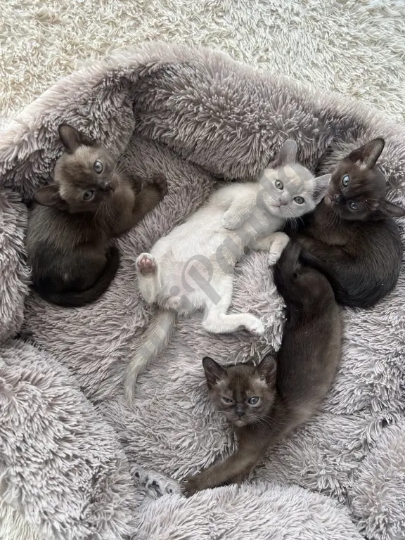 Котята европейской бурмы