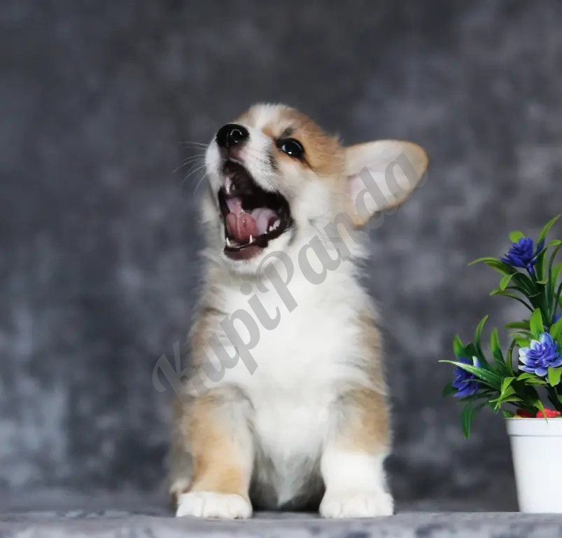 Щенки Вельш Корги Пемброк