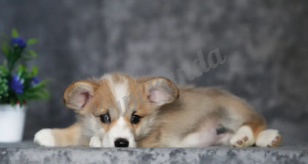 Щенки Вельш Корги Пемброк