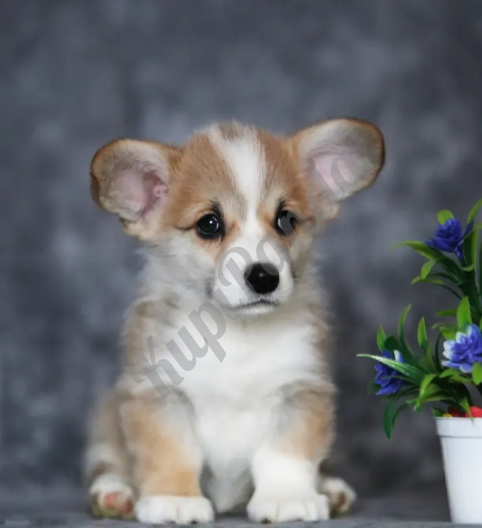 Щенки Вельш Корги Пемброк