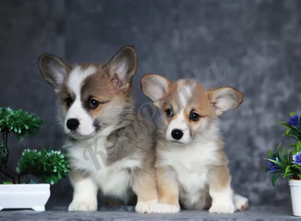 Щенки Вельш Корги Пемброк