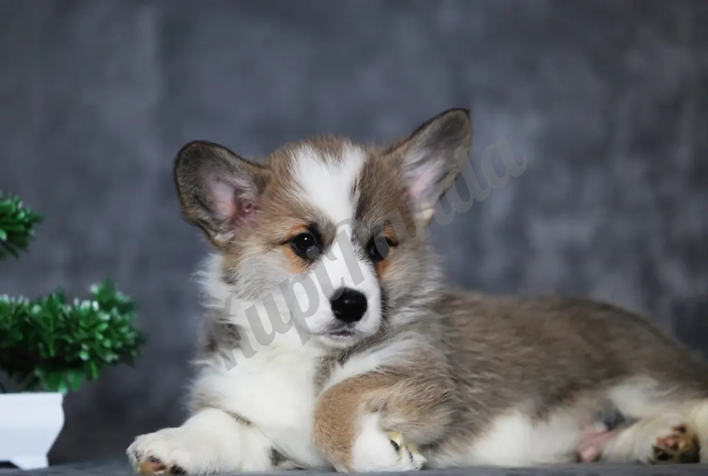 Щенки Вельш Корги Пемброк