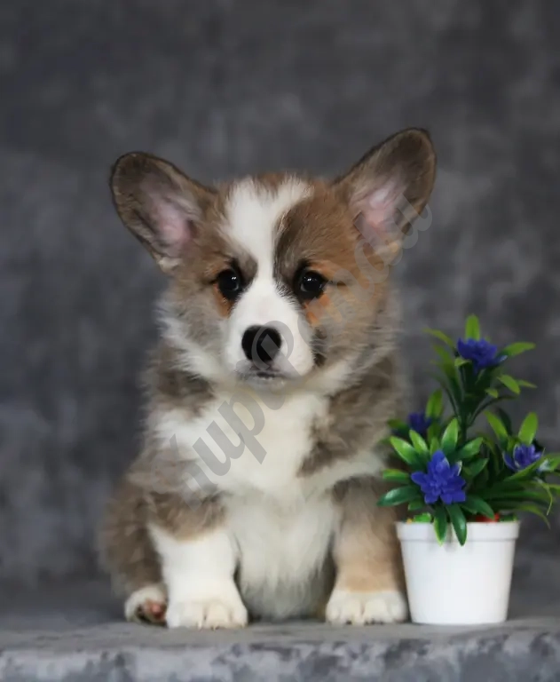 Щенки Вельш Корги Пемброк