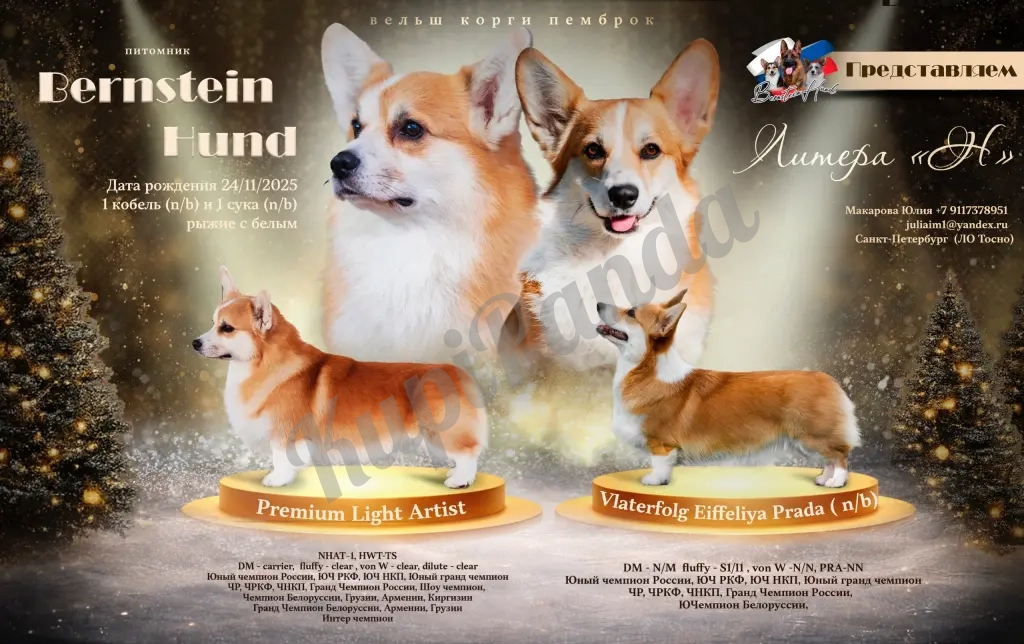 Щенки Вельш Корги Пемброк