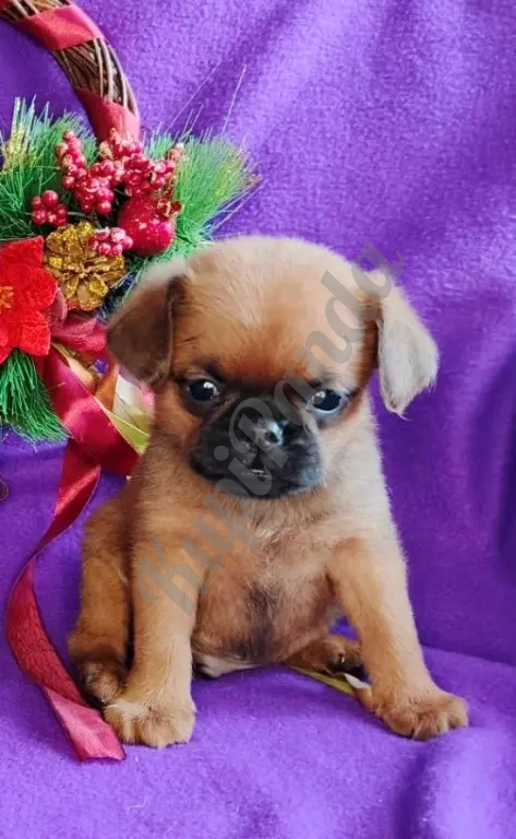 Пти-брабансон яркий мальчик