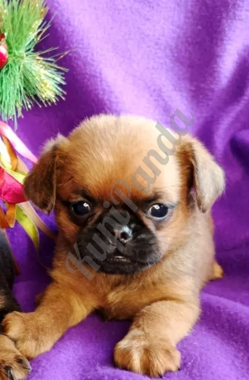 Пти-брабансон яркий мальчик