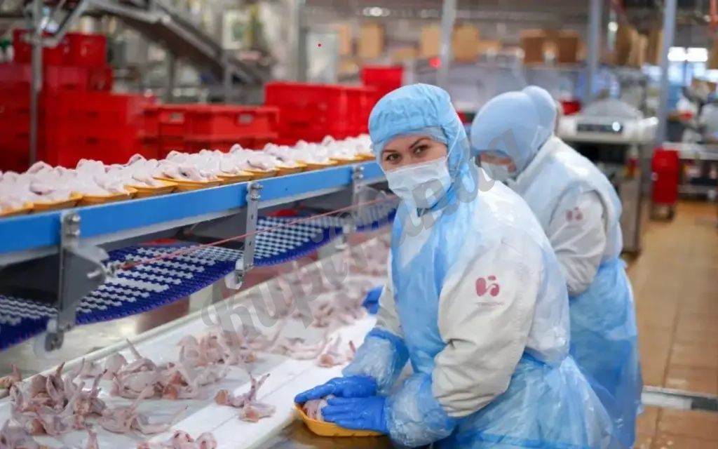 Упаковщик на птицефабрику вахтой