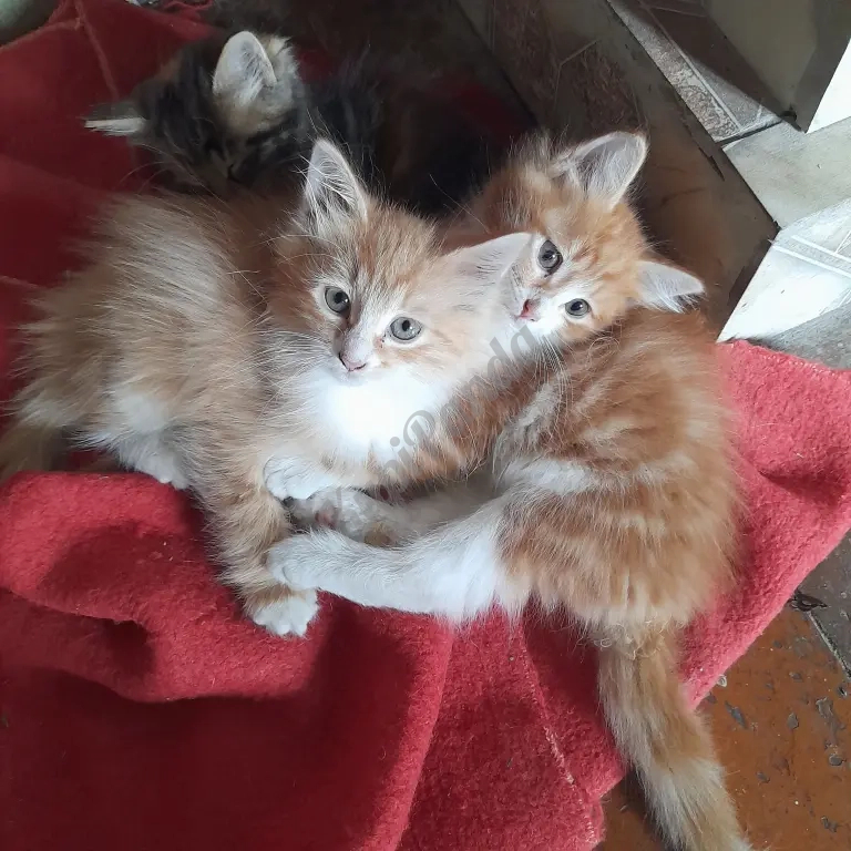 котята рыжие норвежскик