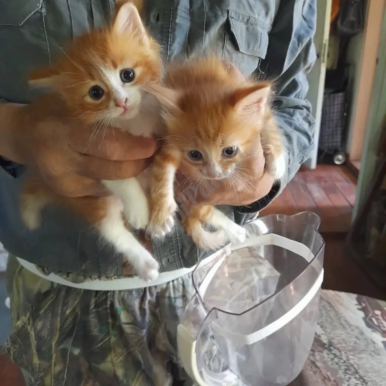 котята рыжие норвежскик