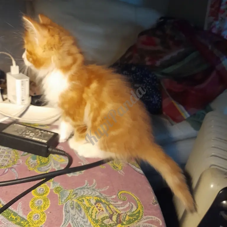 котята рыжие норвежскик
