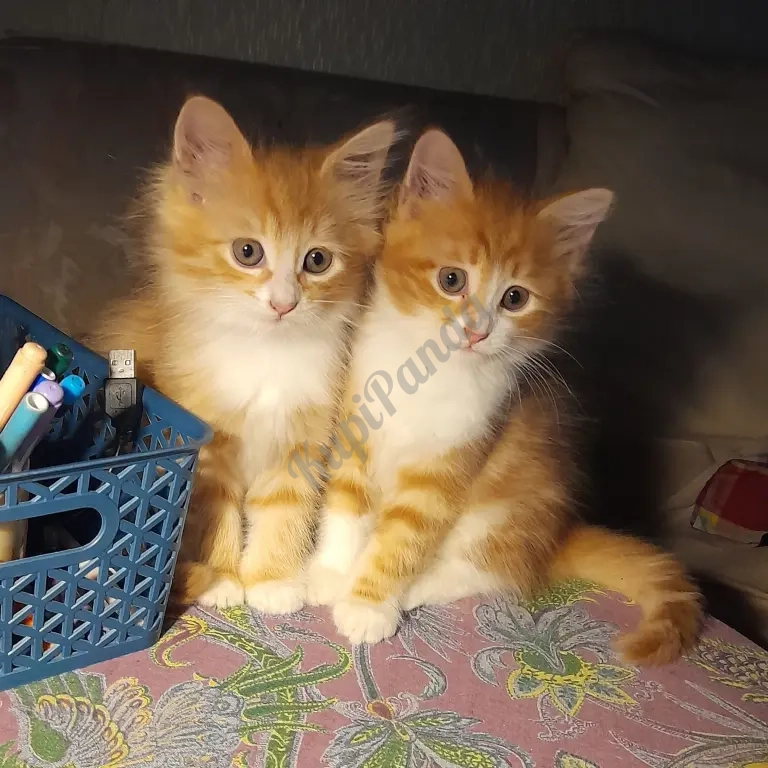 котята рыжие норвежскик