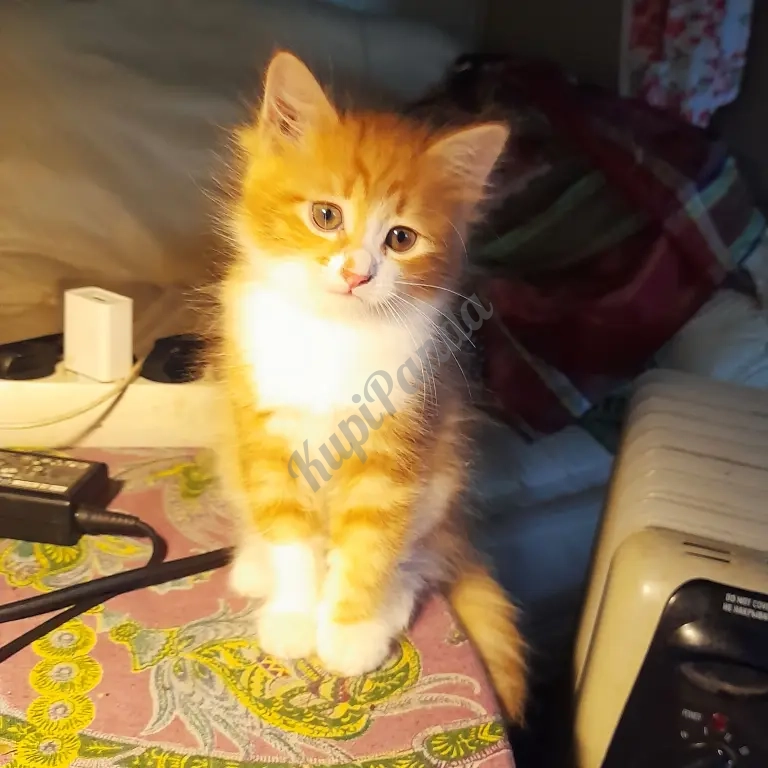 котята рыжие норвежскик