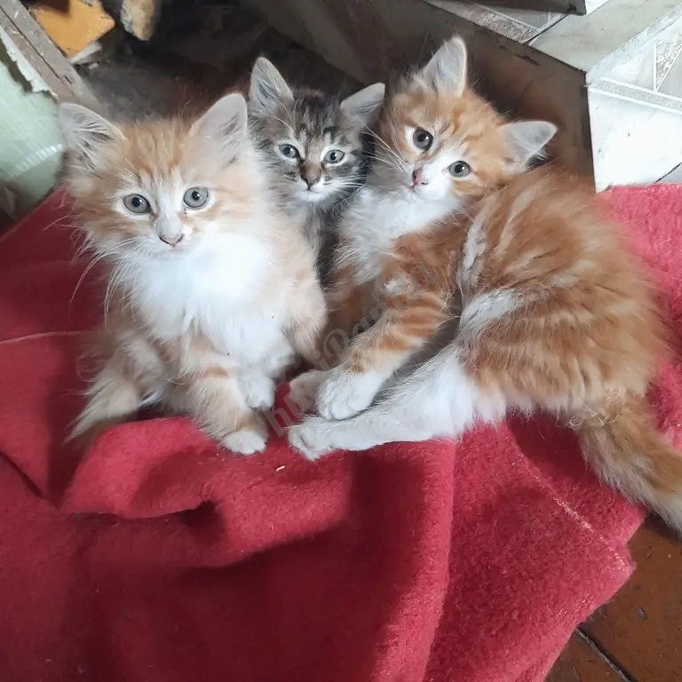 котята рыжие норвежскик