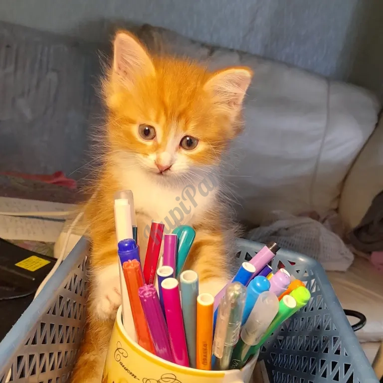 котята рыжие норвежскик
