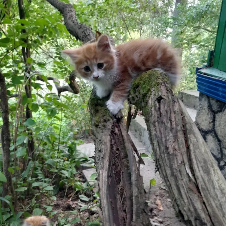 котята рыжие норвежскик
