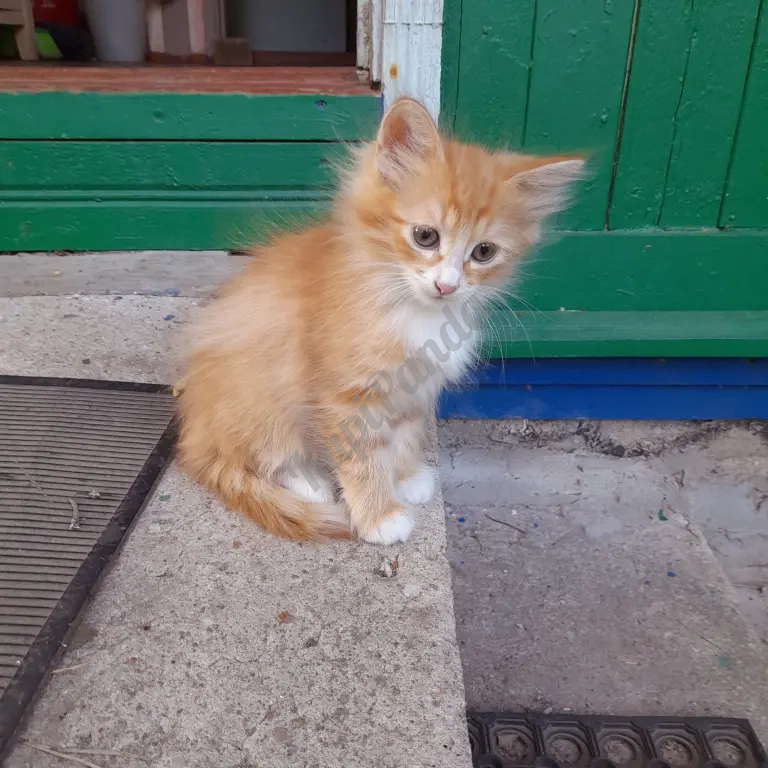 котята рыжие норвежскик