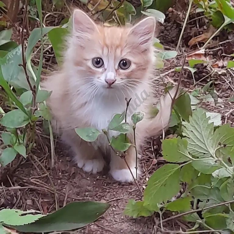 котята рыжие норвежскик