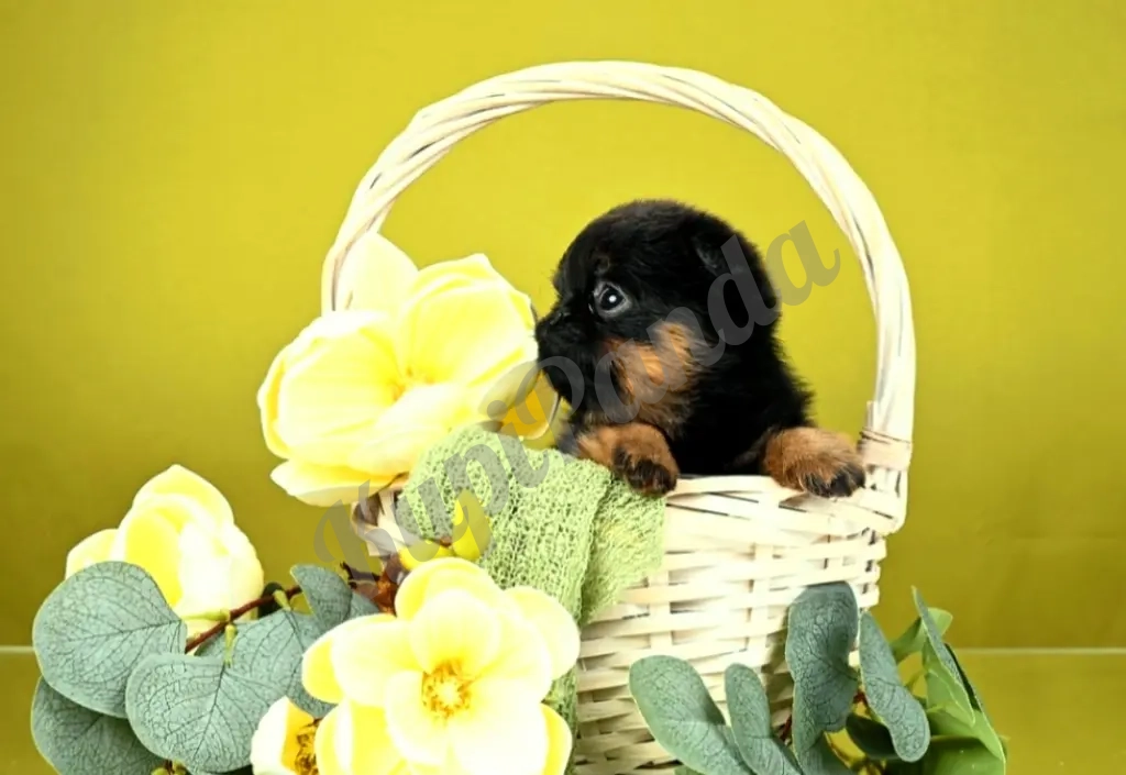 Пти-брабансон черно-подпалая девочка