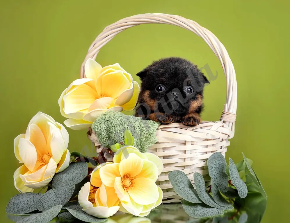 Пти-брабансон черно-подпалая девочка