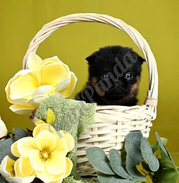 Пти-брабансон черно-подпалая девочка