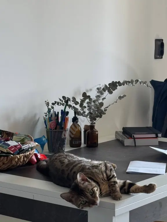 ОТДАМ БЕСПЛАТНО