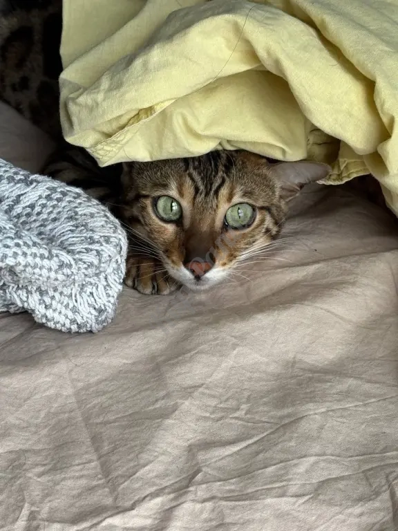 ОТДАМ БЕСПЛАТНО