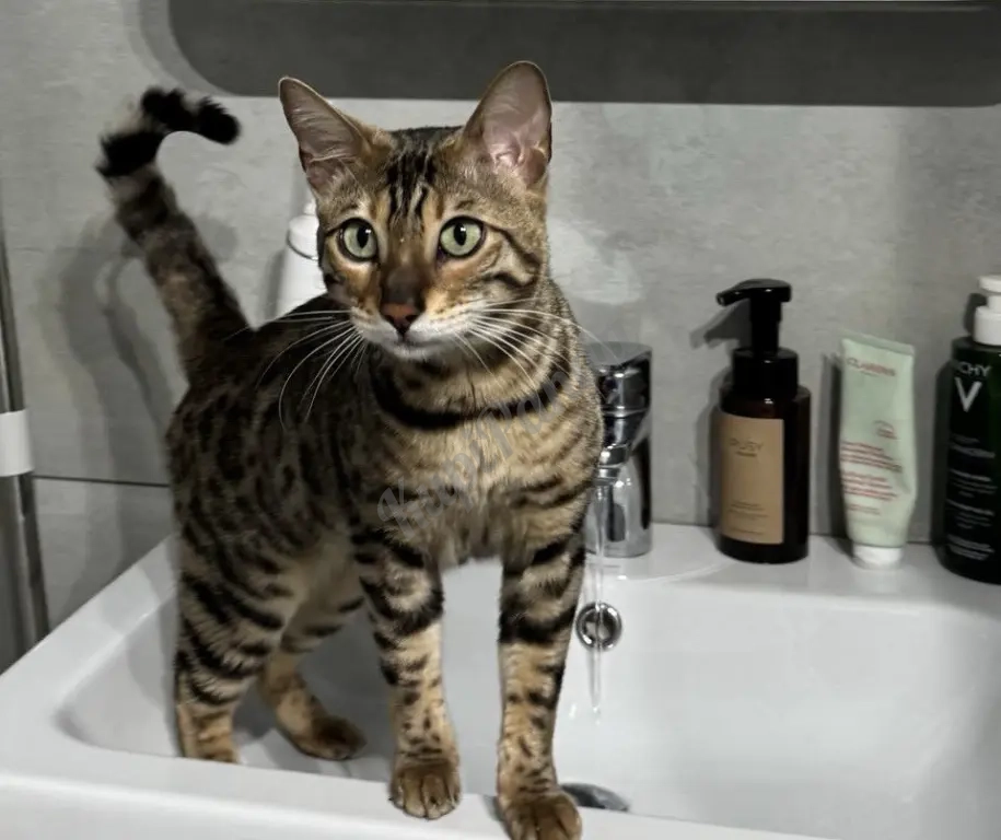 ОТДАМ БЕСПЛАТНО