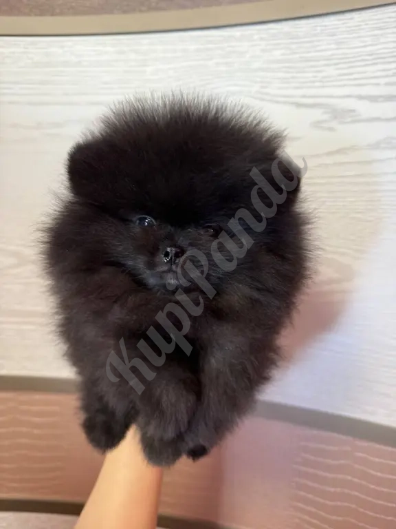 Померанский шпиц щенок