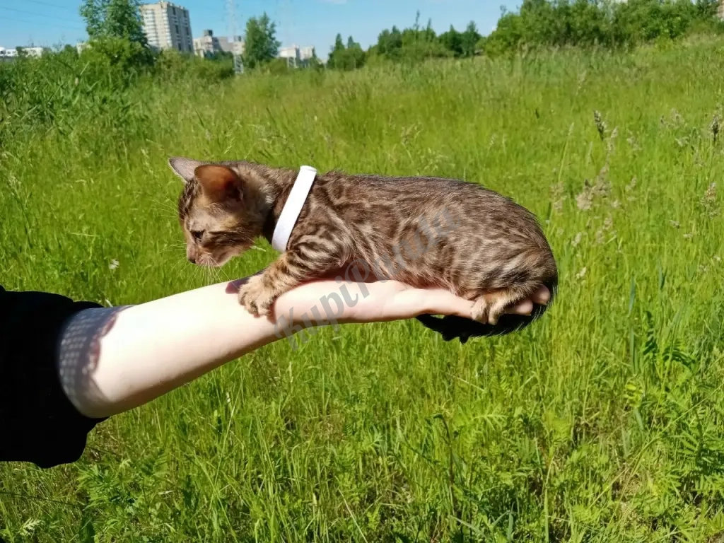 Бенгальский котенок