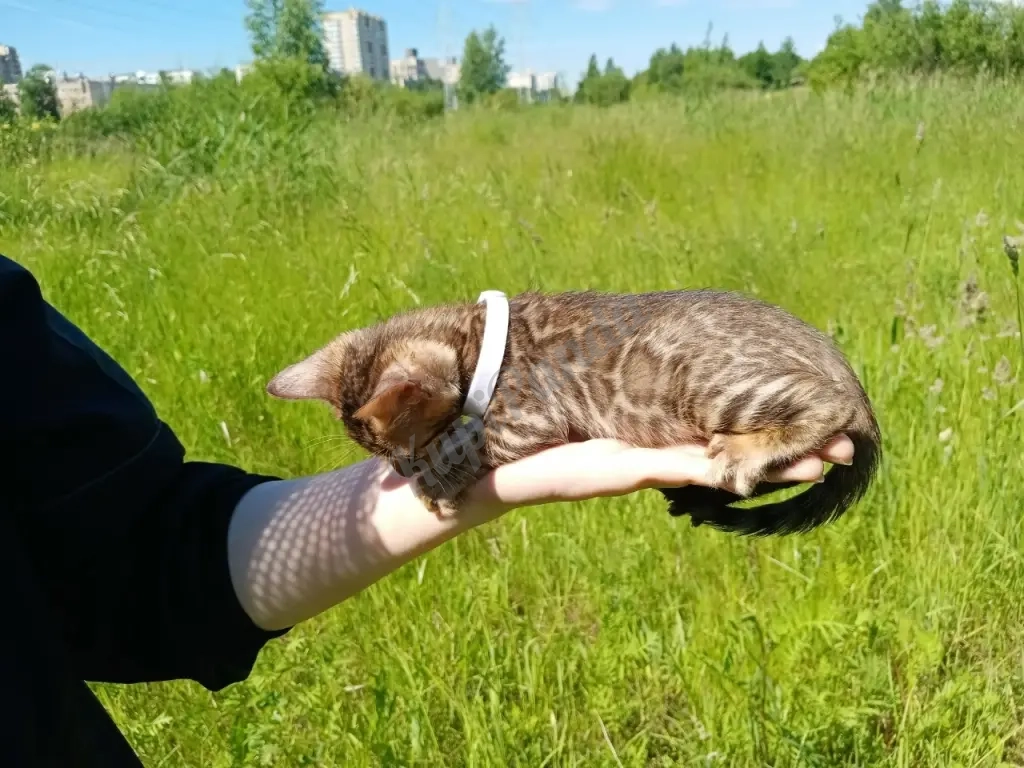 Бенгальский котенок
