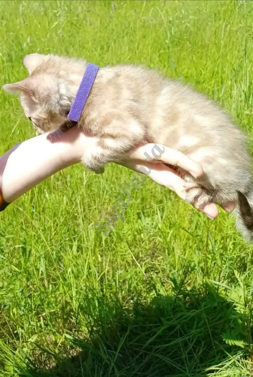 Котёнок Снежный Минк