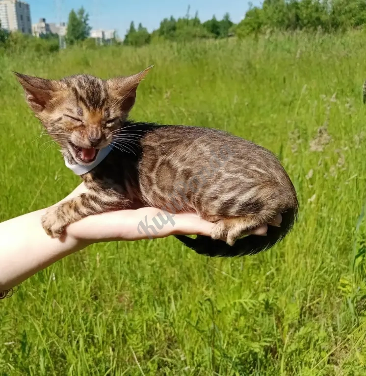 Бенгальский котенок
