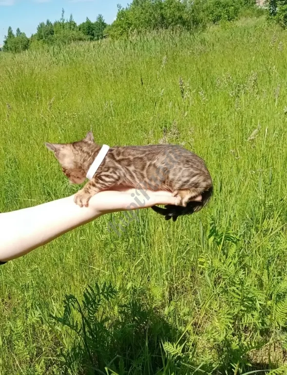 Бенгальский котенок