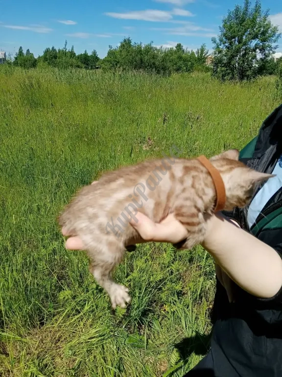 Котёнок Снежный Минк