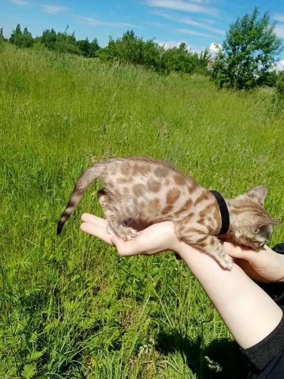 Котёнок снежный Минк