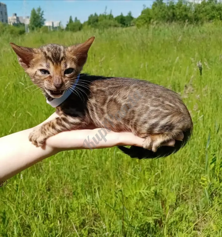 Бенгальский котенок