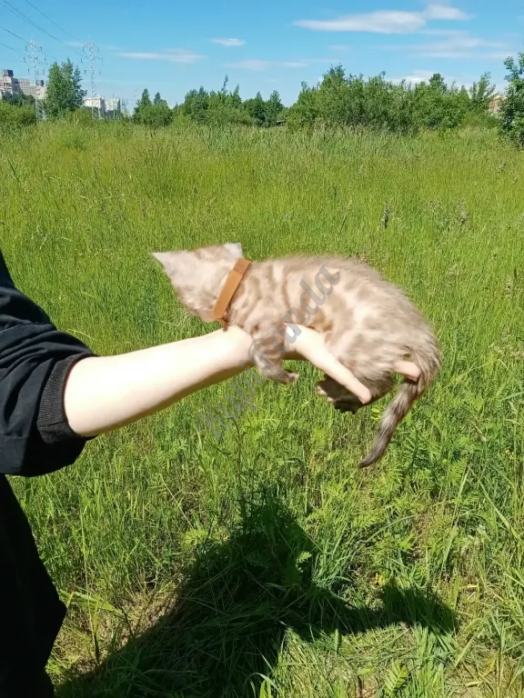Котёнок Снежный Минк
