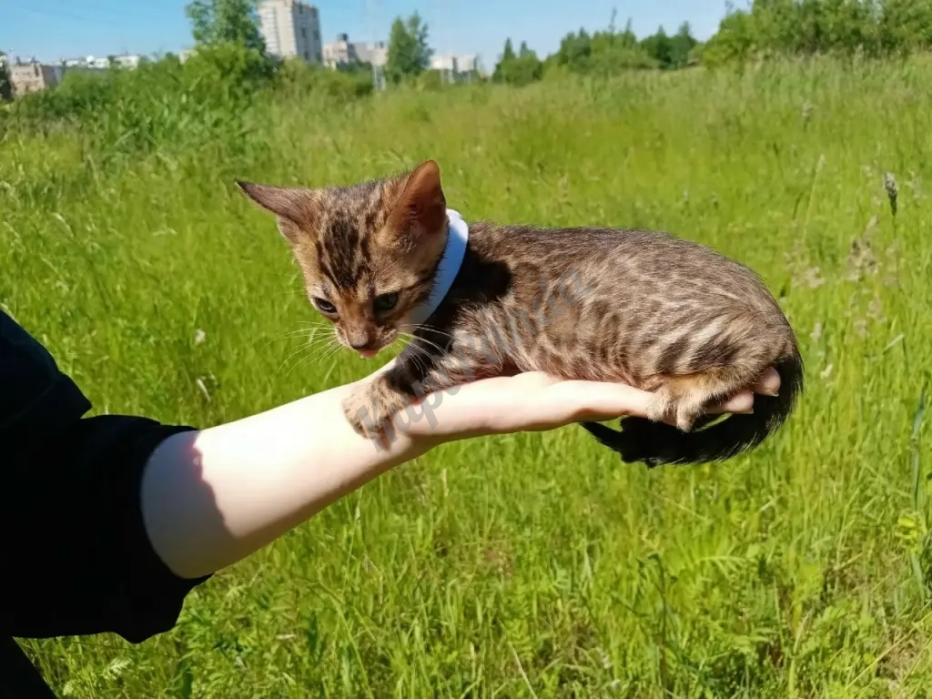 Бенгальский котенок