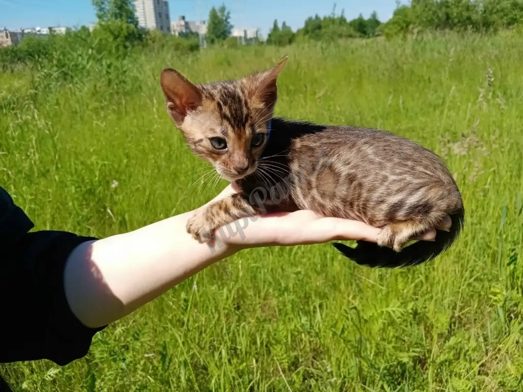 Бенгальский котенок