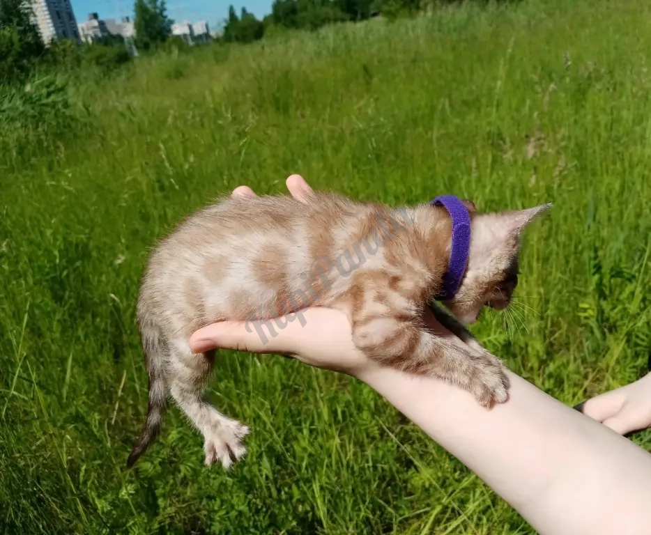 Котёнок Снежный Минк