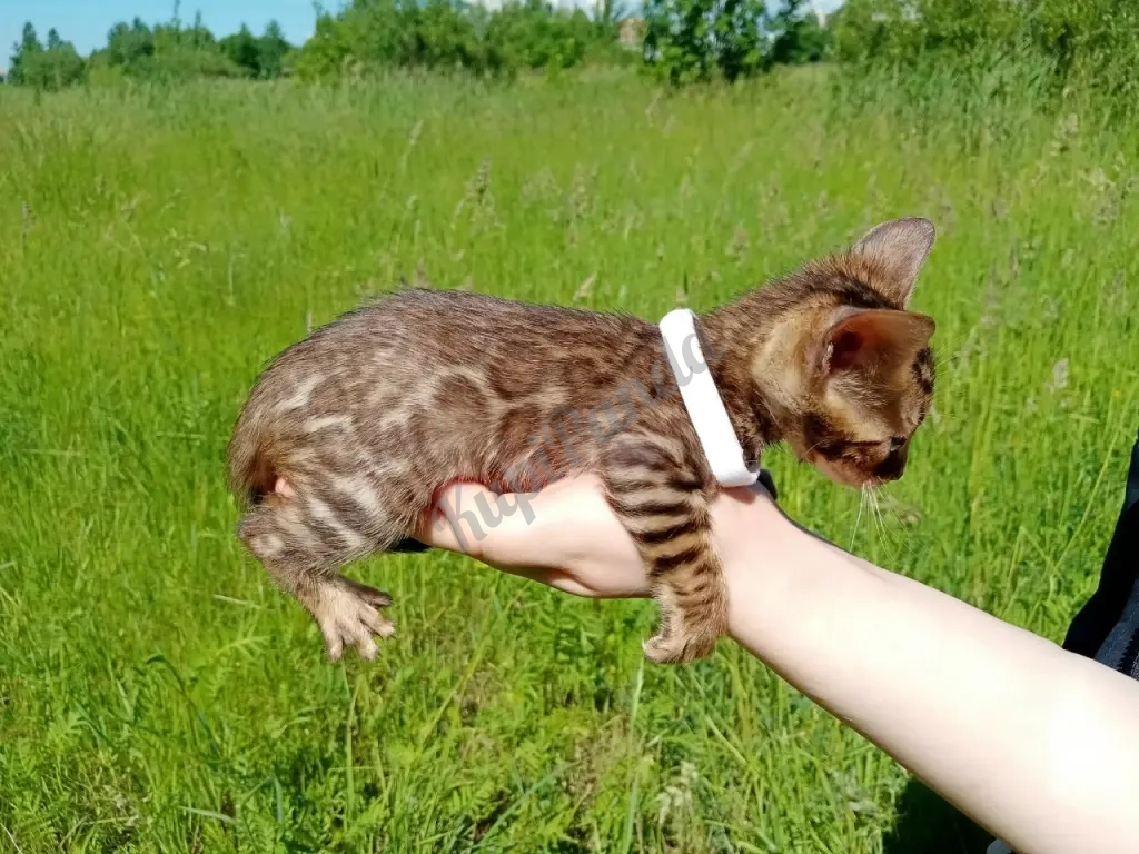 Бенгальский котенок