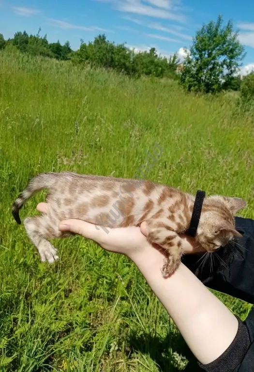Котёнок снежный Минк