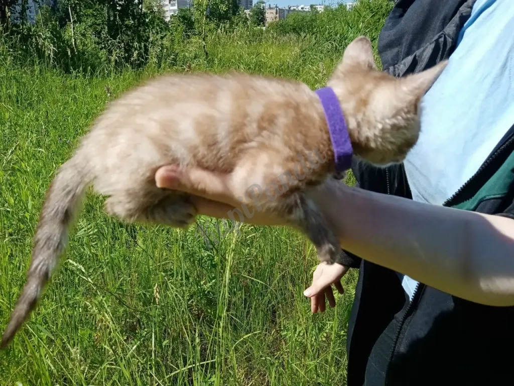 Котёнок Снежный Минк