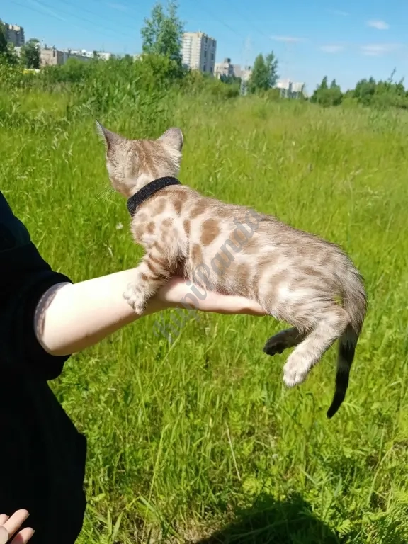 Котёнок снежный Минк