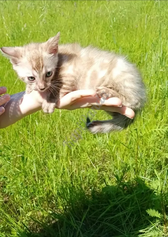 Котёнок Снежный Минк